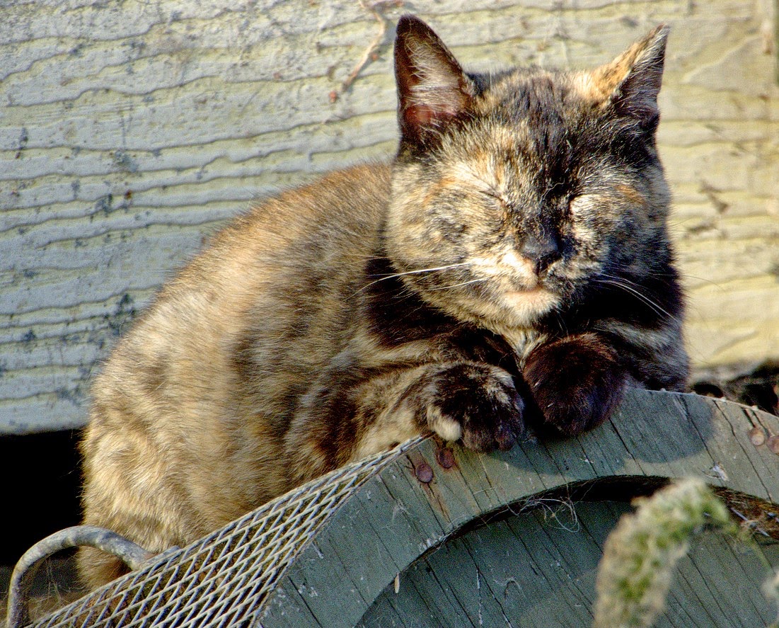 Old Tortie feral cat, taking a nap