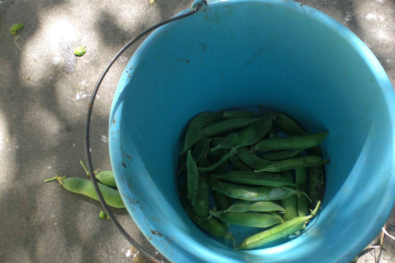 CPR.BEMBEZAR: LA PRIMAVERA HA LLEGADO A CÉSPEDES