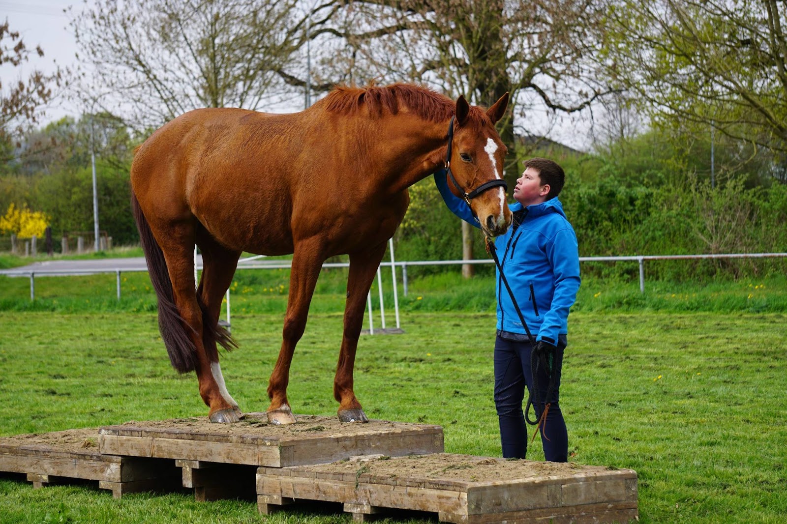 Pferdesport Kreis Kleve