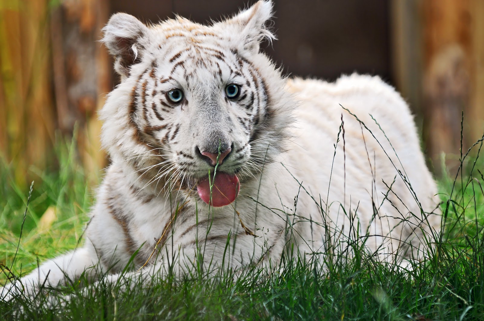Tired white tiger cub by Tambako the Jaguar from flickr (CC-ND)