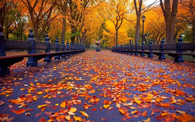 Park bezaaid met herfstbladeren