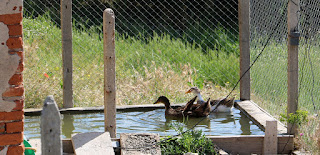 The ducks enjoying their pond The ducks enjoying their pond