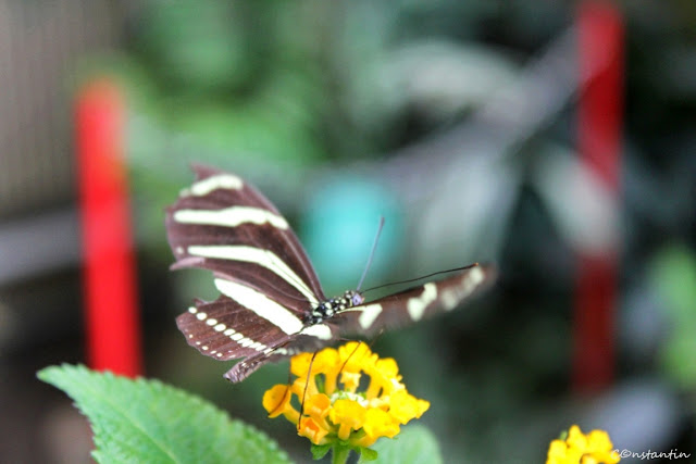 Butterfly House - Viena - blog FOTO-IDEEA