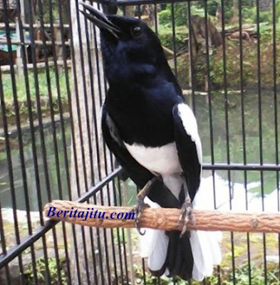 Cara Merawat Burung Kacer Cara Merawat Burung Kacer