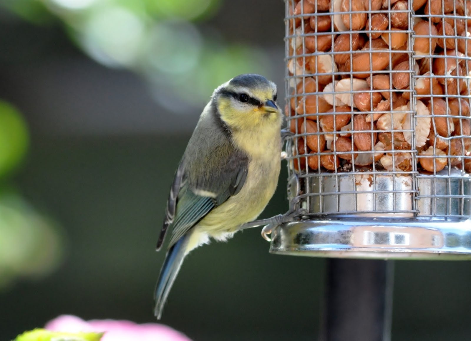 rambles with a camera Peanuts