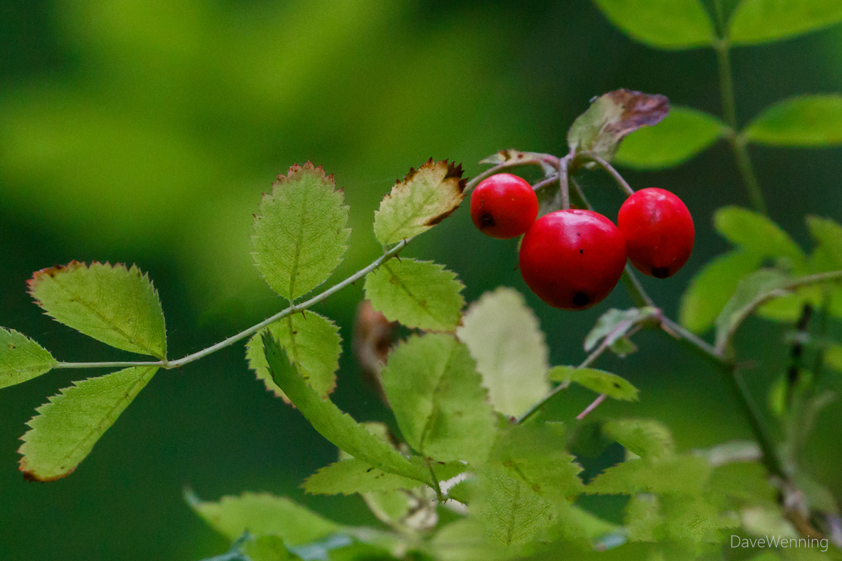Uea Nature Blogs Snowberry Hancock Symphoricarpos Albus