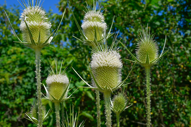 Cutleaf Teasel Plant - Dipsacus laciniatus