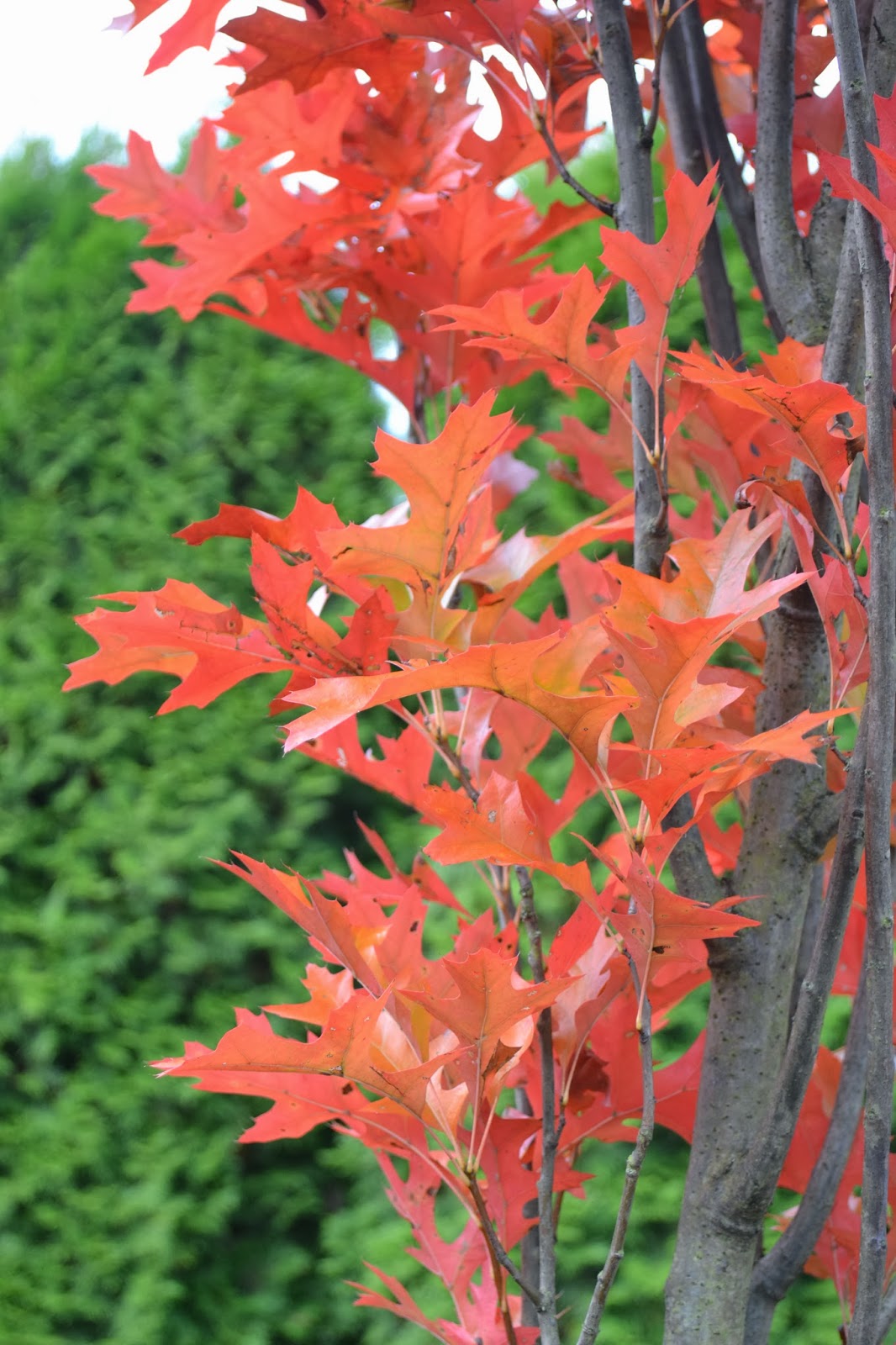 The Outlaw Gardener A Color Filled Visit to Vassey Nursery.