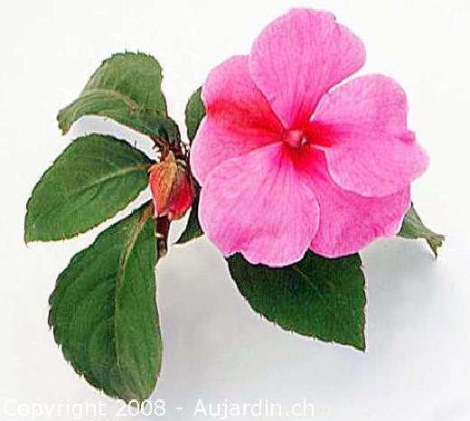 PLANTAS DE CASA: IMPATIENS WALLERIANA