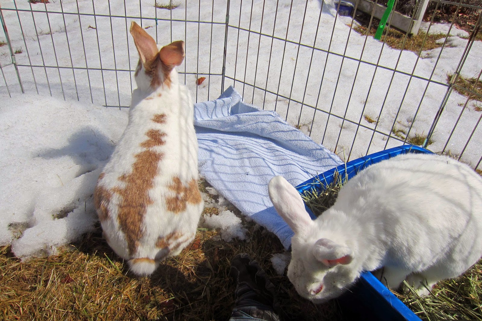 Rabbits Eat Quilts: March 2014