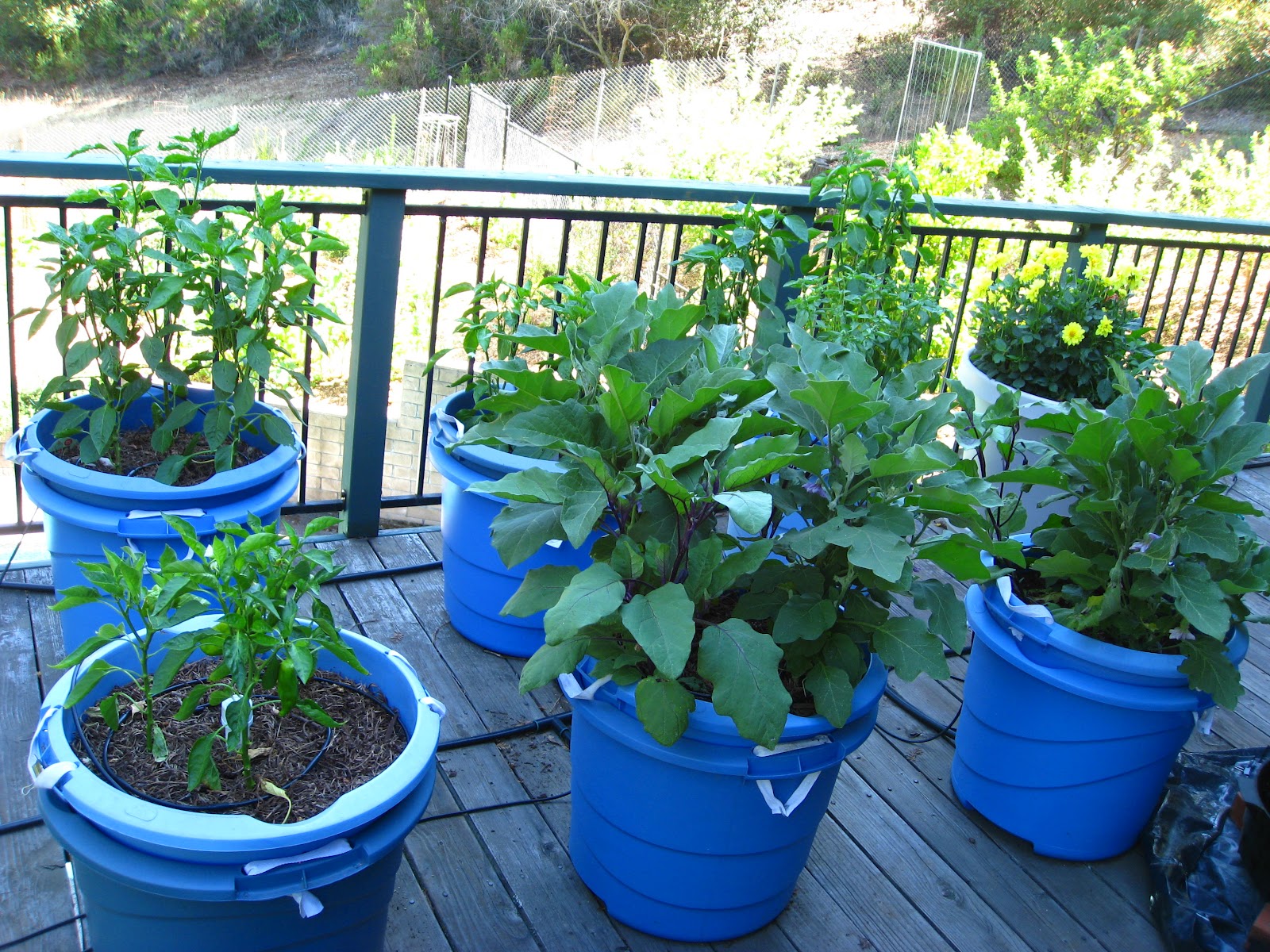 Low Cost Vegetable Garden Vertical Hugelkultur eliminates wilt