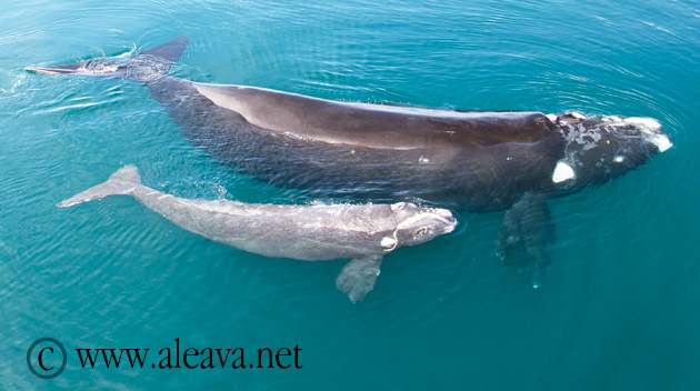 Right Whale and  how the calf receives the mother’s milk