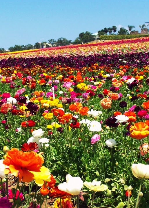 Flower fields San diego ~ Stunning nature