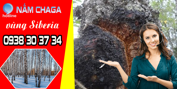 Nấm Chaga Nga - nấm cây Bạch Dương vùng Siberia
