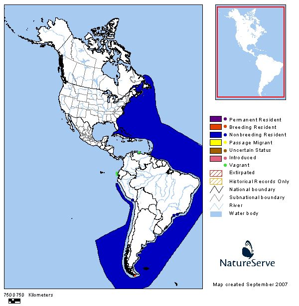 Paíño común (Oceanites oceanicus)