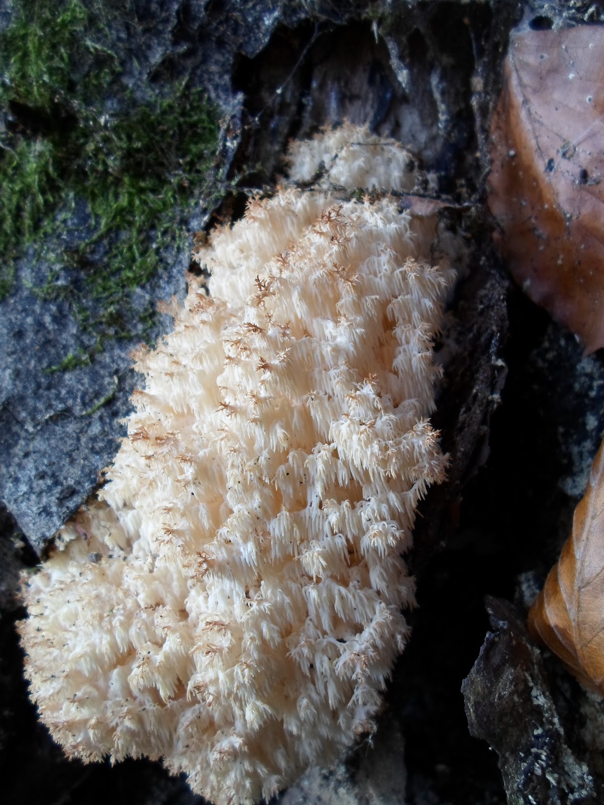 Ciekawe rośliny Przemyśla i okolic Soplówka bukowa Pod Marusią