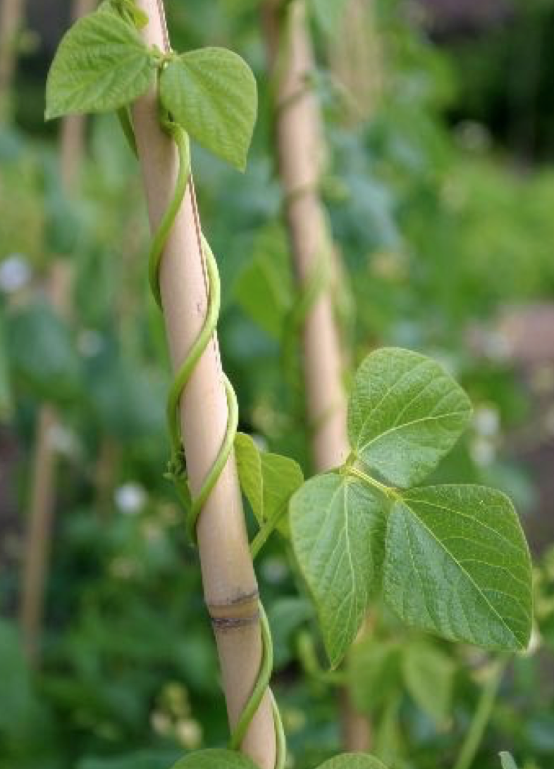 Rincón de Biologia TEMA 5.