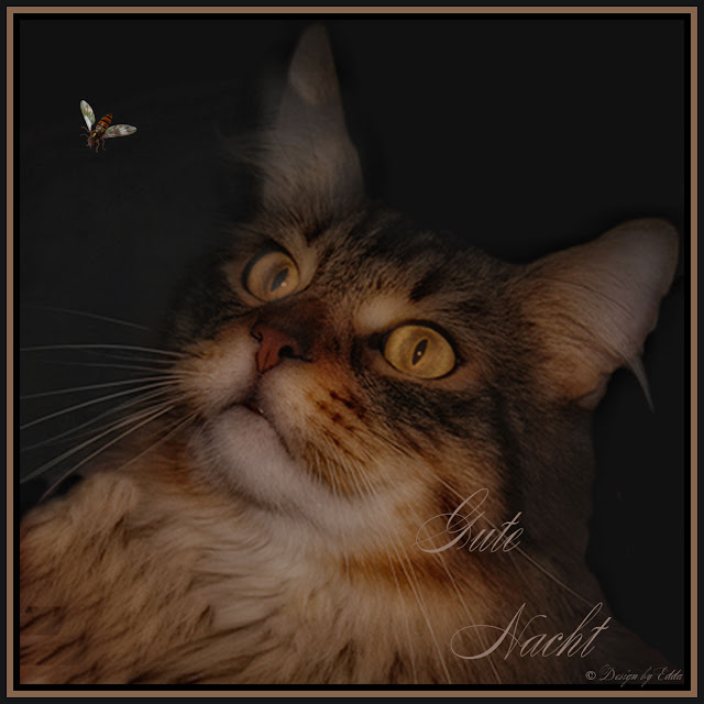 Nurmi%2BCat..Gute%2BNacht...jpg