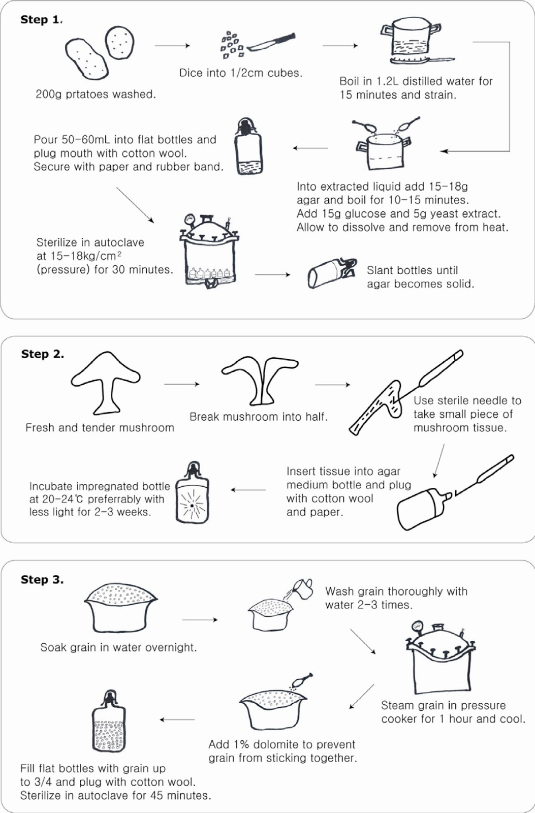 HOW TO MAKE OYSTER MUSHROOM GRAIN SPAWN IN A SIMPLE WAY