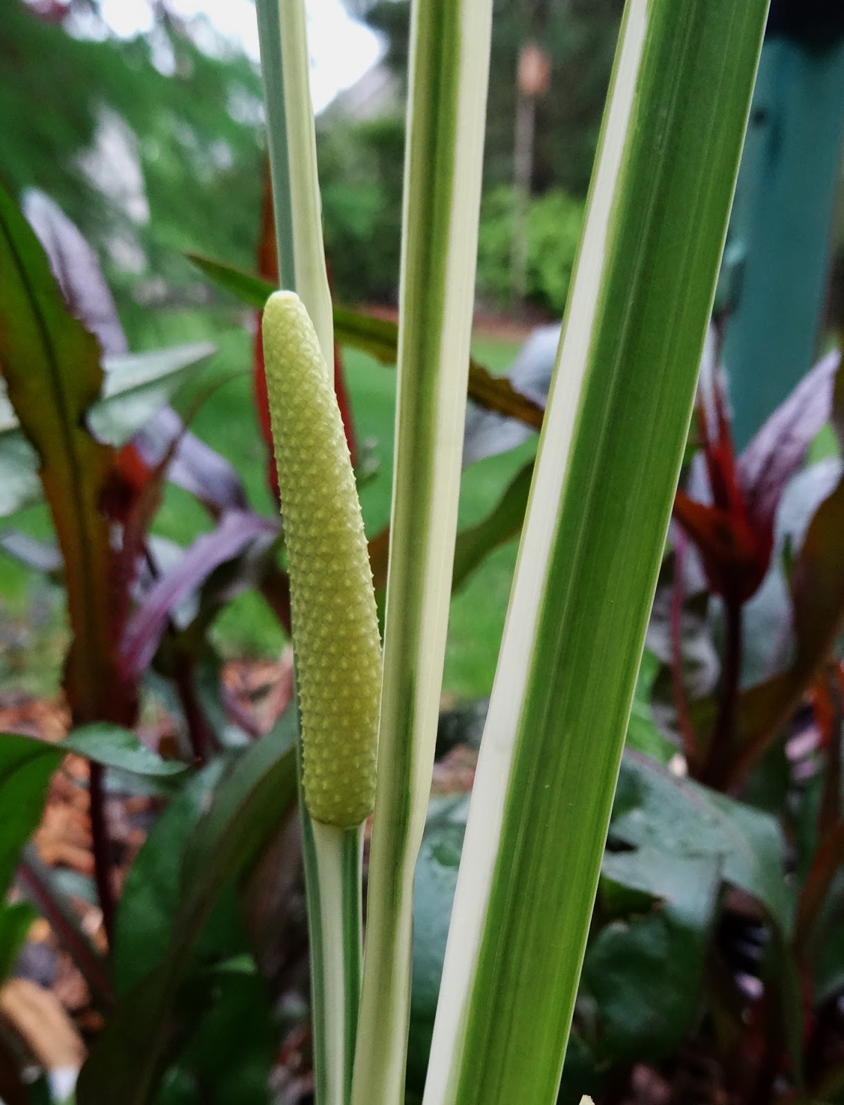 Wild Wild Woods sweet flag