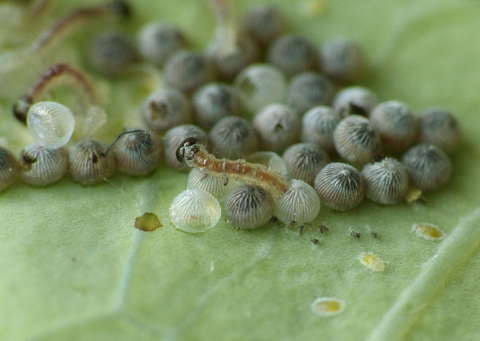 Charlie's moths of Calderdale. NOCTUIDS 2081 2159