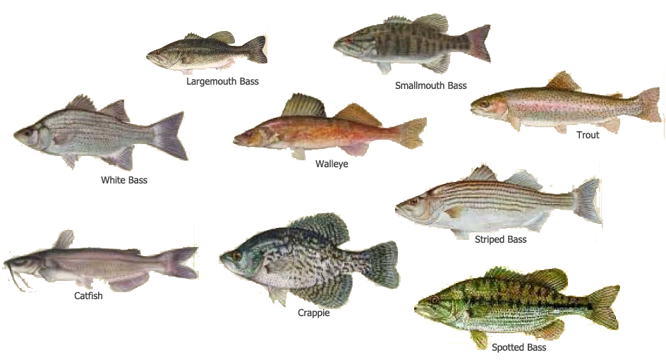хищные рыбы россии речные. озерные рыбы. название речных и озерных рыб. рыба севера названия. промысловые рыбы россии.