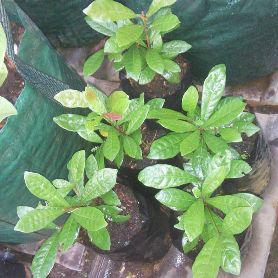 alkhoiry miracle fruit si buah ajaib alkhoiry miracle fruit si buah ajaib