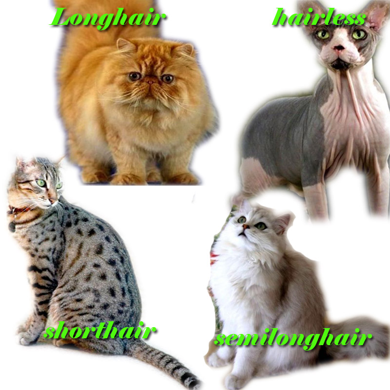 Macam-macam kucing dilihat dari jenis bulunya | POJOK KUCING