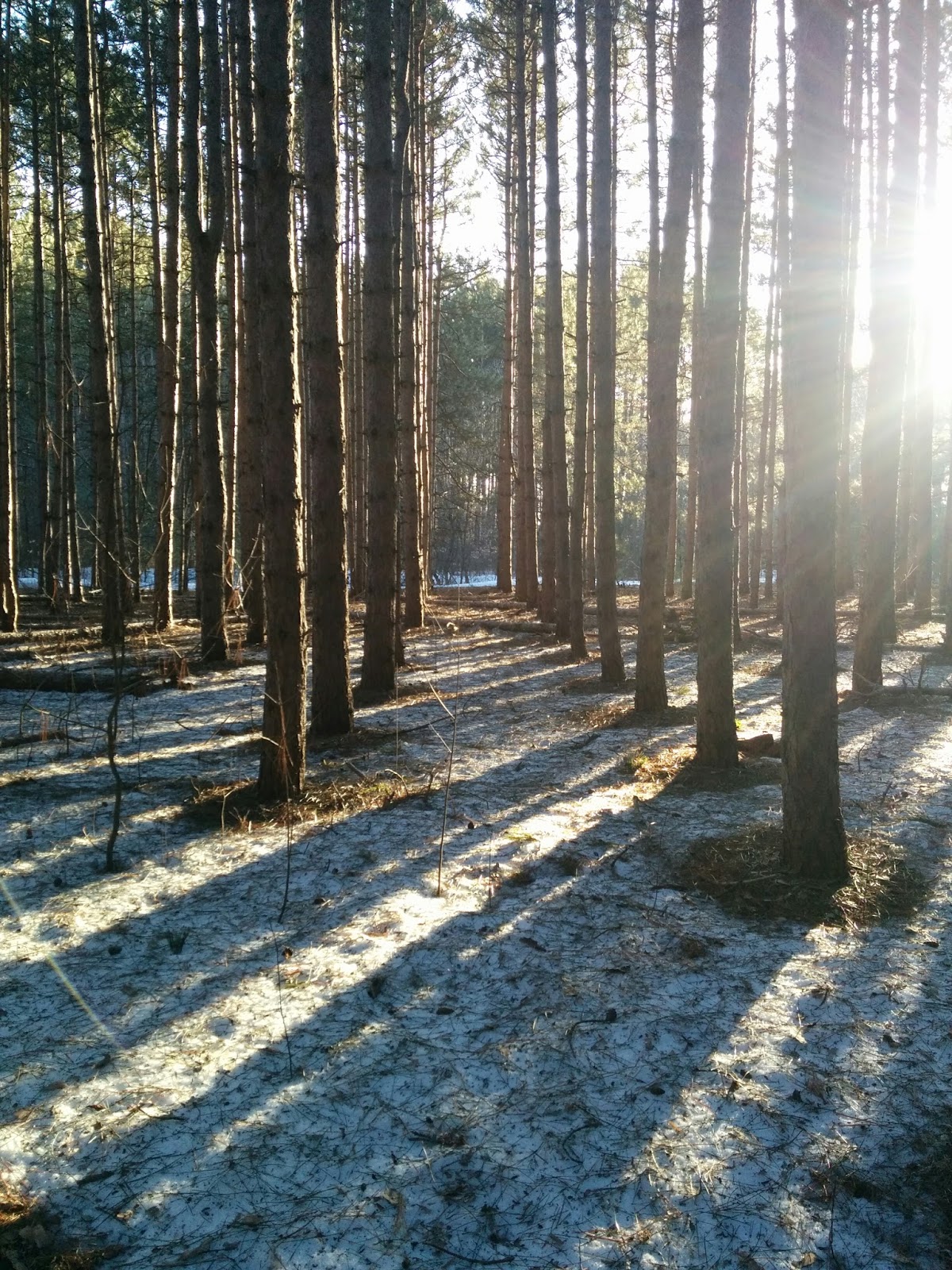 It S All About Purple A Special Sand Cherry Tree