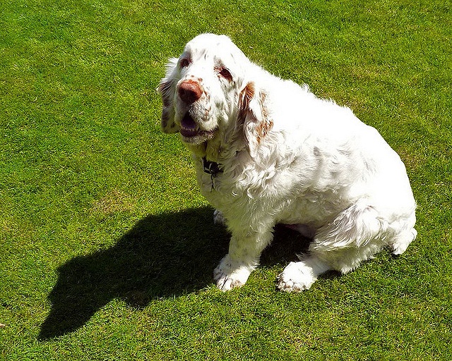 Area of Cute Puppy Pictures