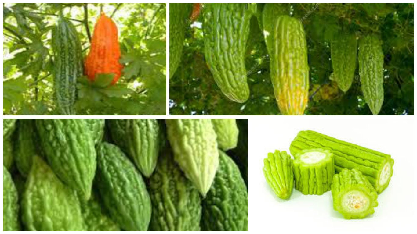 Armonía, Salud y Vida El melón amargo podría detener las células