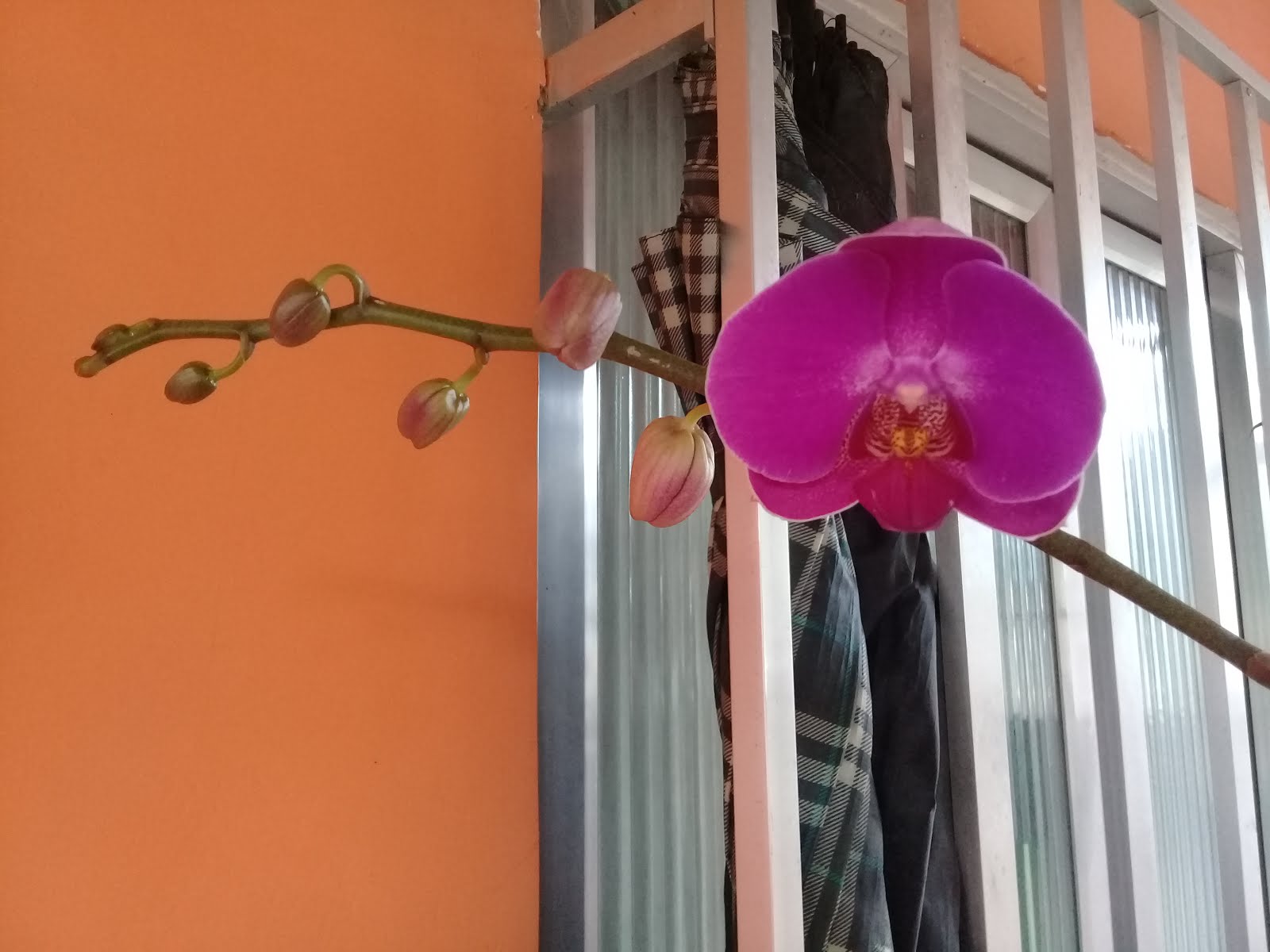 ~Orquidea linda~