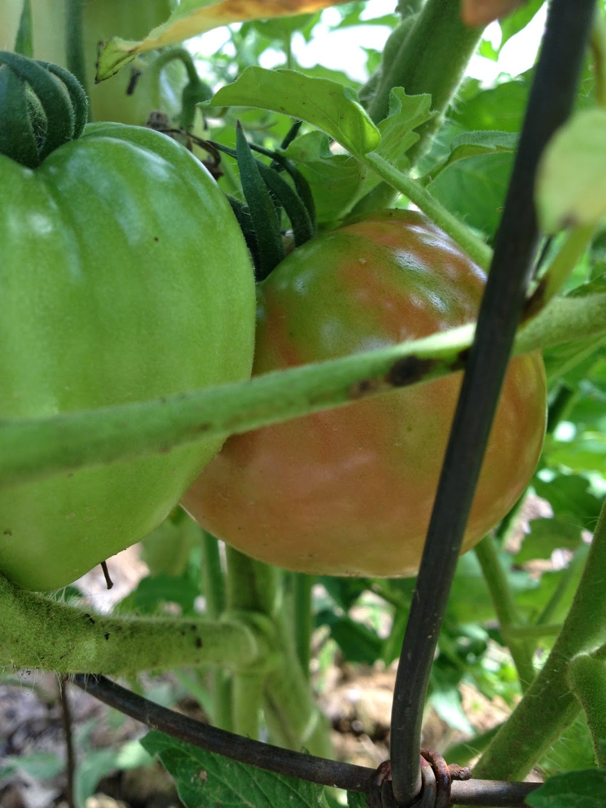 fast-cheap-and-good-sustainability-one-choice-at-a-time-how-much