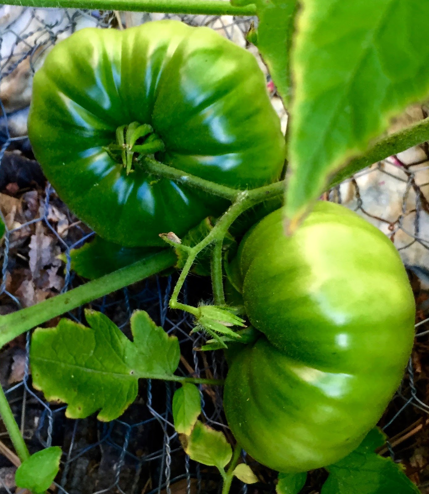 JeffCo Master Gardeners Ripening Green Tomatoes Before First Frost by