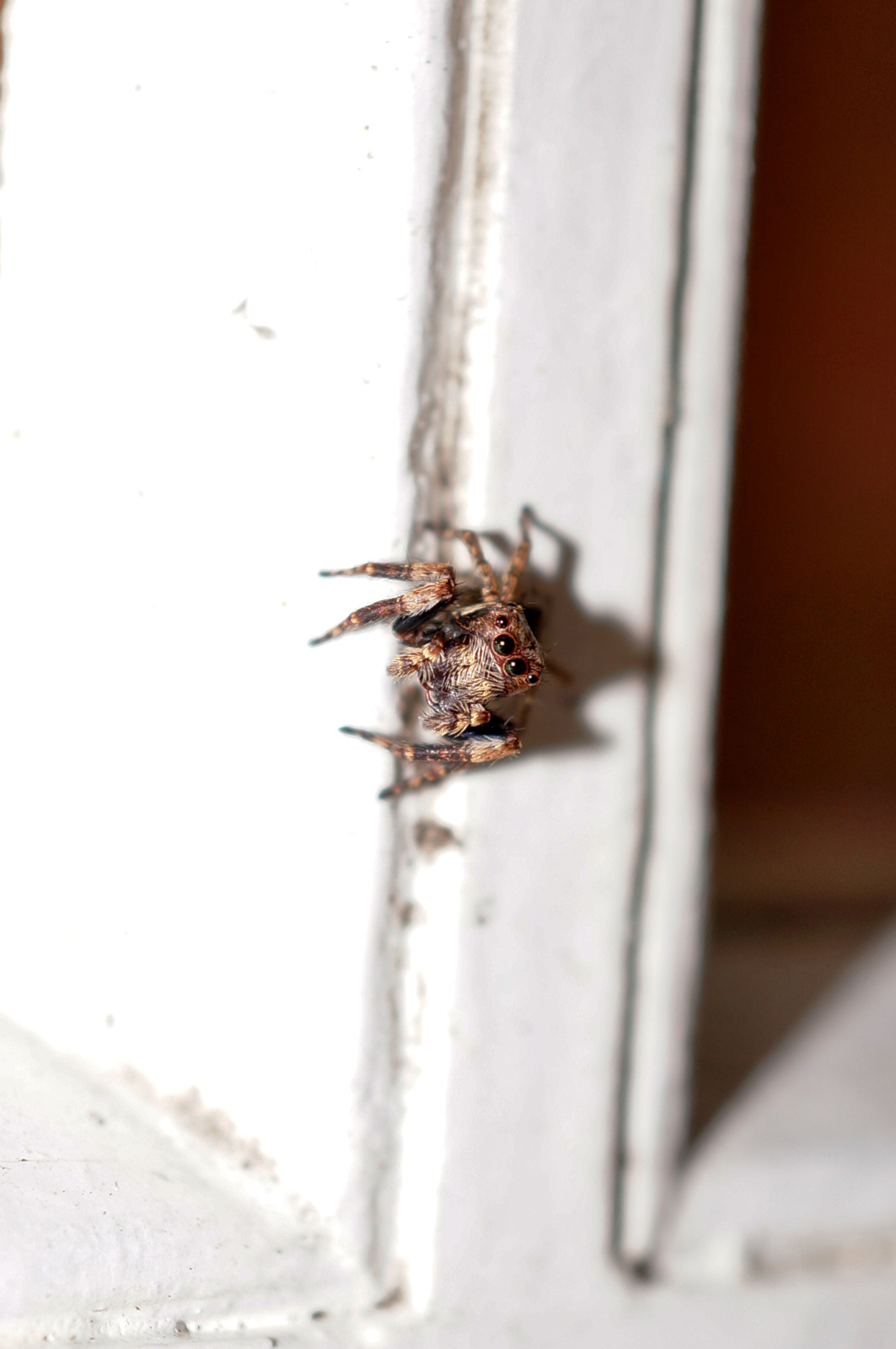 Image Or Reflection House Jumping Spider