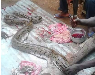 killing of pythons taboo anambra state