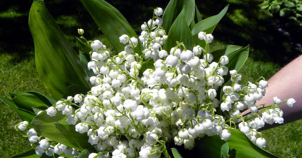 Yellow Canary Flowers: May Birth Flower: The Dainty Lily of the Valley
