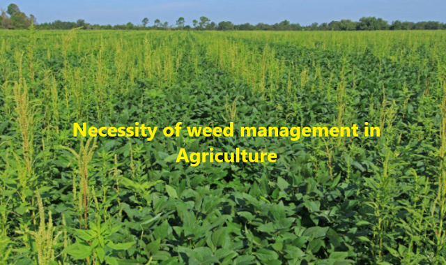 Importance of weed management in Agriculture