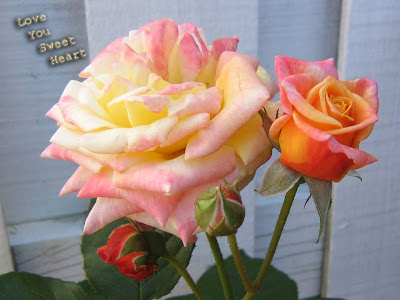for my my loved ones  rose image