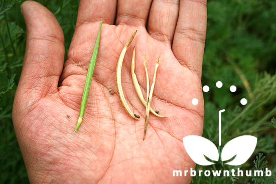 How To Collect California Poppy Seeds - peliculafilmhd4k