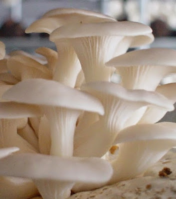 budiaya jamur tiram putih terlengkap