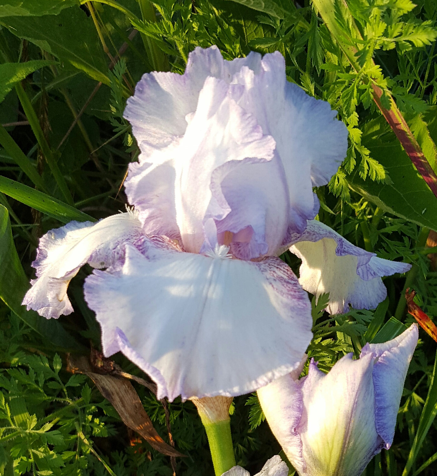World of Irises Early Fall Rebloom in Kentucky, Zone 6