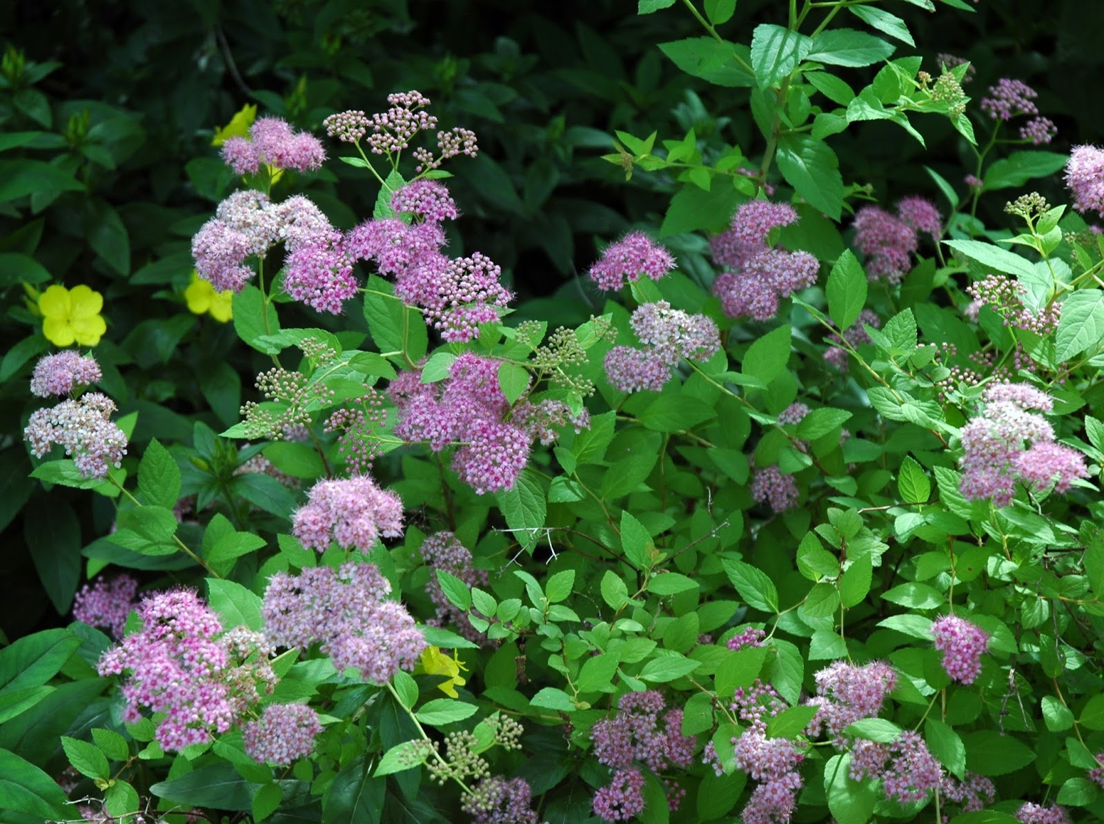 Future Plants By Randy Stewart Spirea