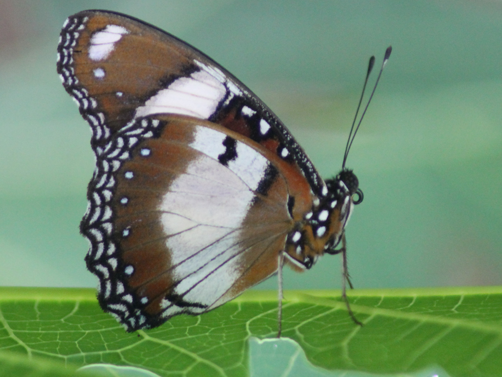 Danaid Eggfly Butterfly  Hypolimnas misippus Male 