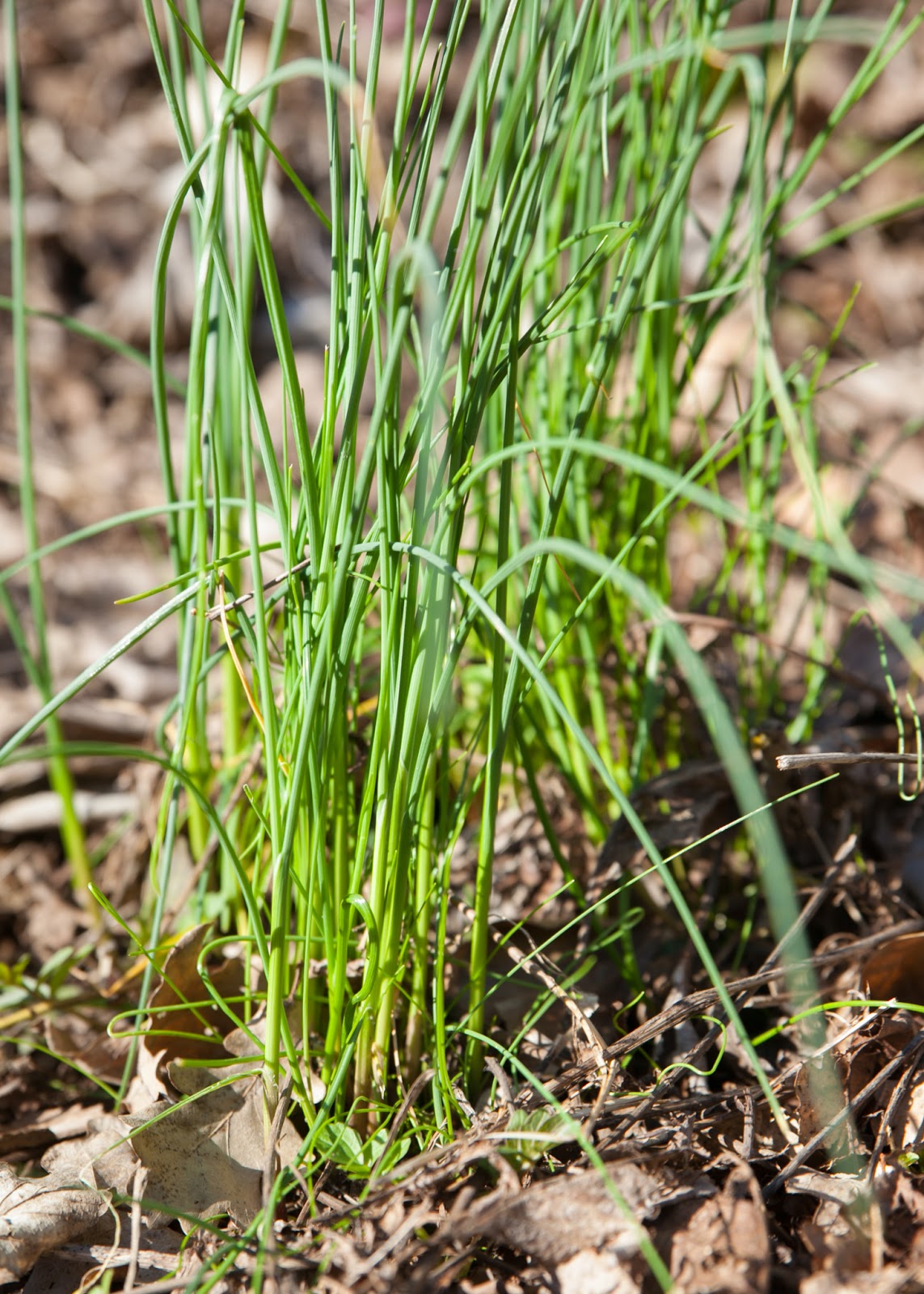 Trollenland: Lauch ♥ Schnittlauch ♥ Wilder Lauch ♥ Schnitt.Knoblauch