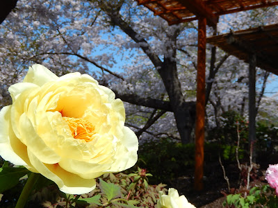 �߉������{�̏t�ڂ���