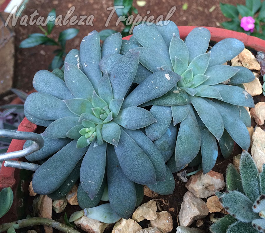Vista de la planta Echeveria carnicolor donde una roseta comienza a formar una ramificación o tallo floral