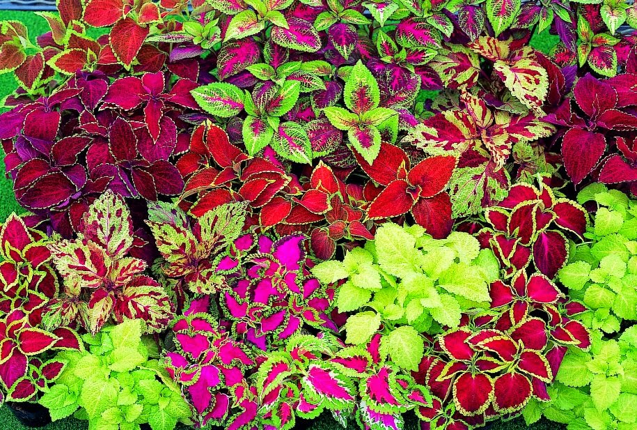 Yaprak Guzeli Kolyos Bakimi Cicek Bakimi Cicek Cesitleri Cicek Turleri Cicek Isimleri