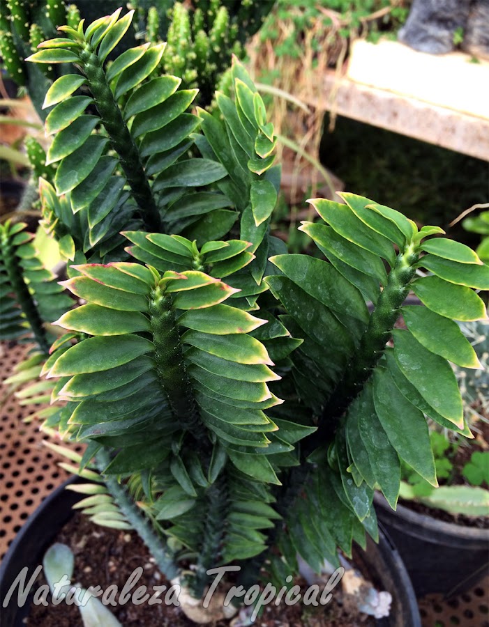 Variedad enana de la planta suculenta Relámpago, Euphorbia tithymaloides. Llamada por algunos autores como Euphorbia tithymaloides Nana o Nanus