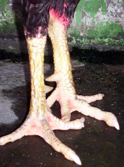 Bangkok Boss Kaki Ayam Unggulan